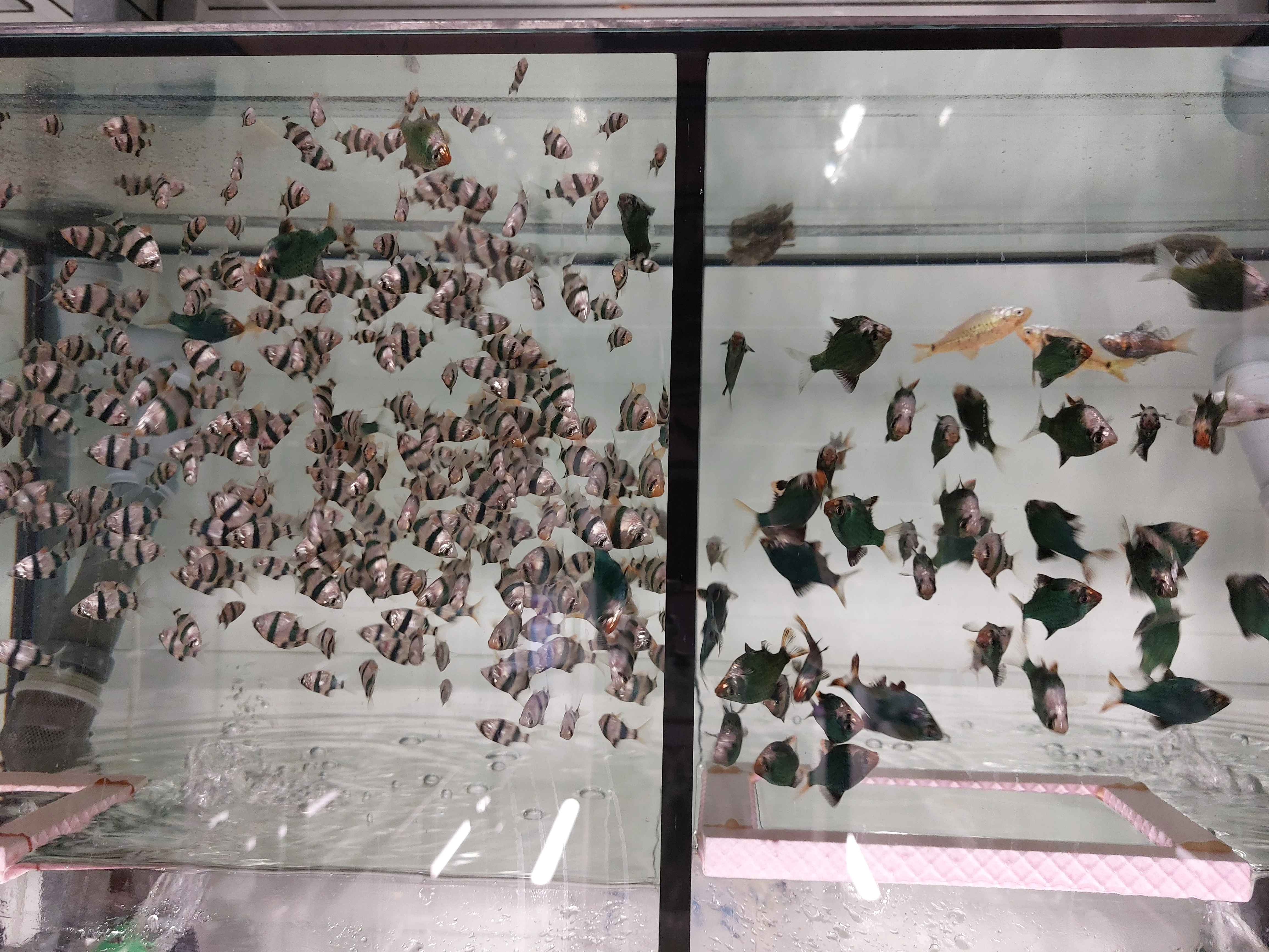 Učíme se v Třeboni - Srdce aquaponického skleníku