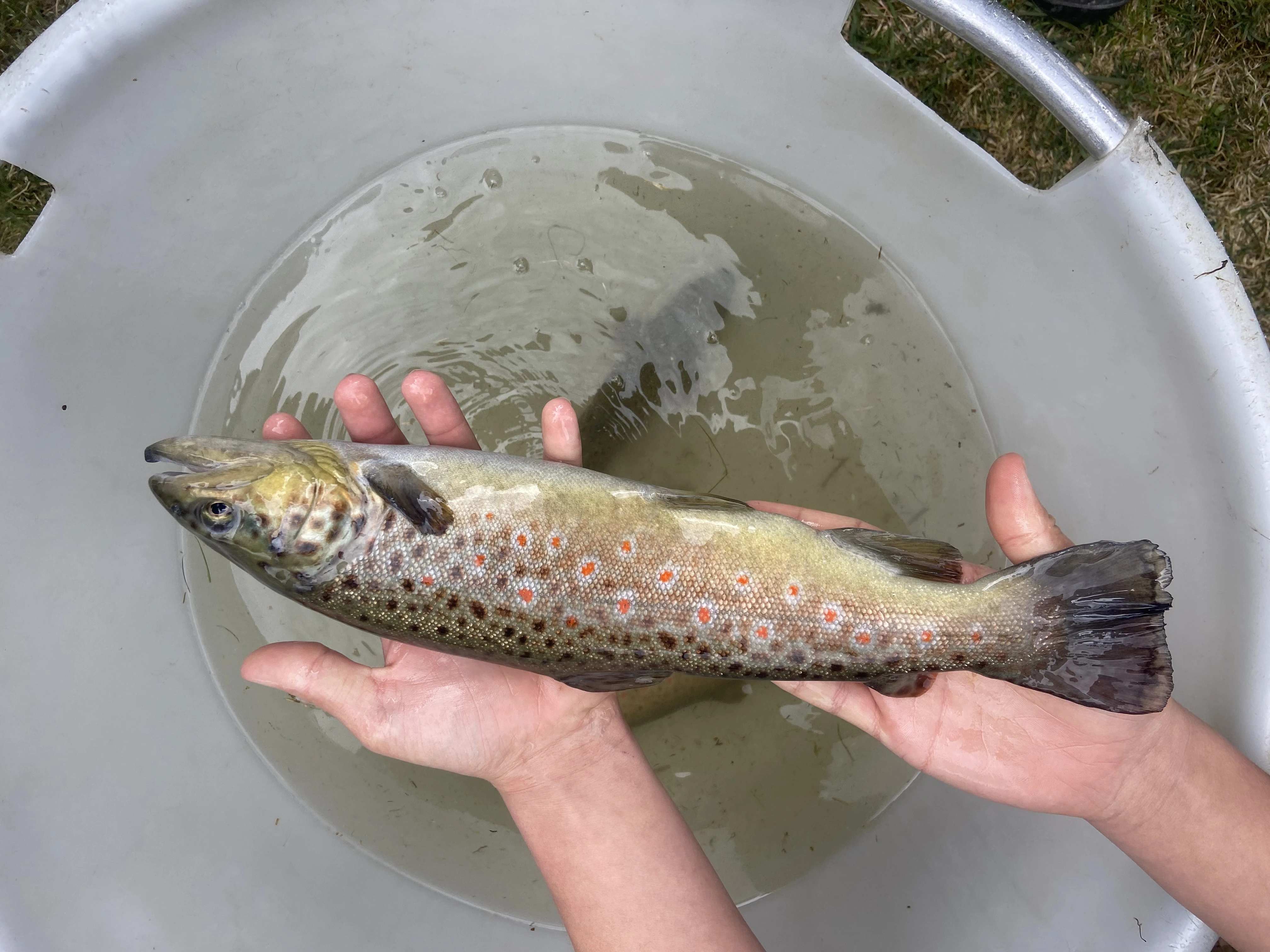 Učíme se ve Vodňanech - Výtěr „potočáků“ ze Zlatého potoka