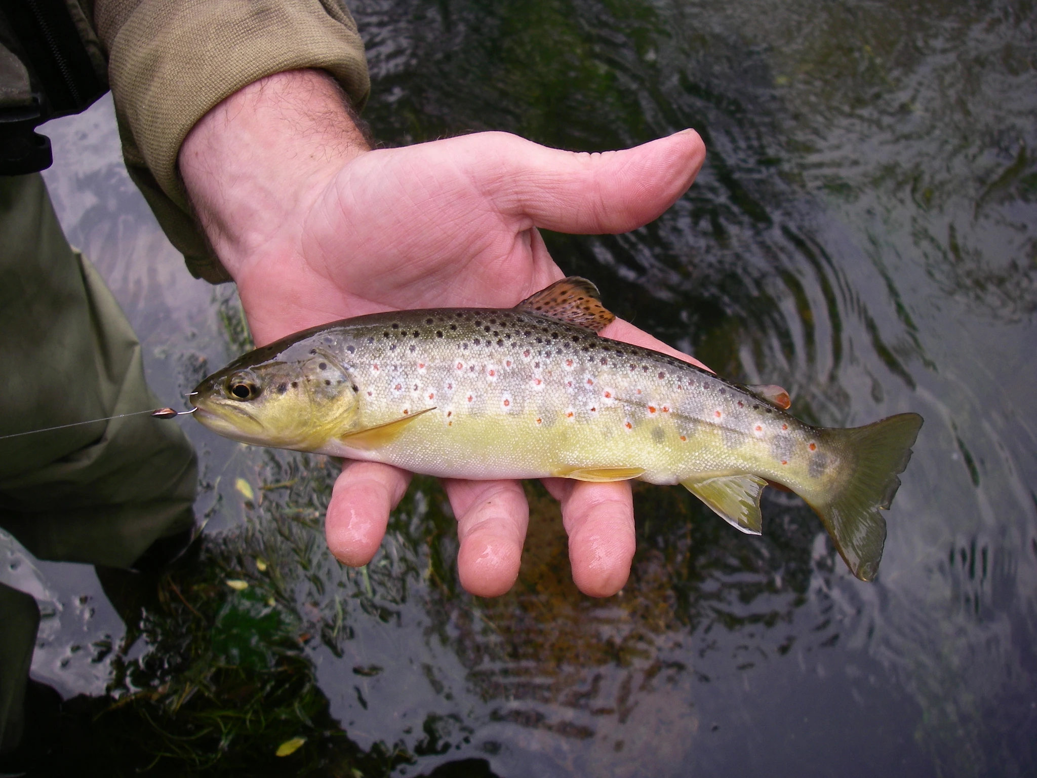 Chytání s marmyškou - 2. díl – Navázání marmyšky