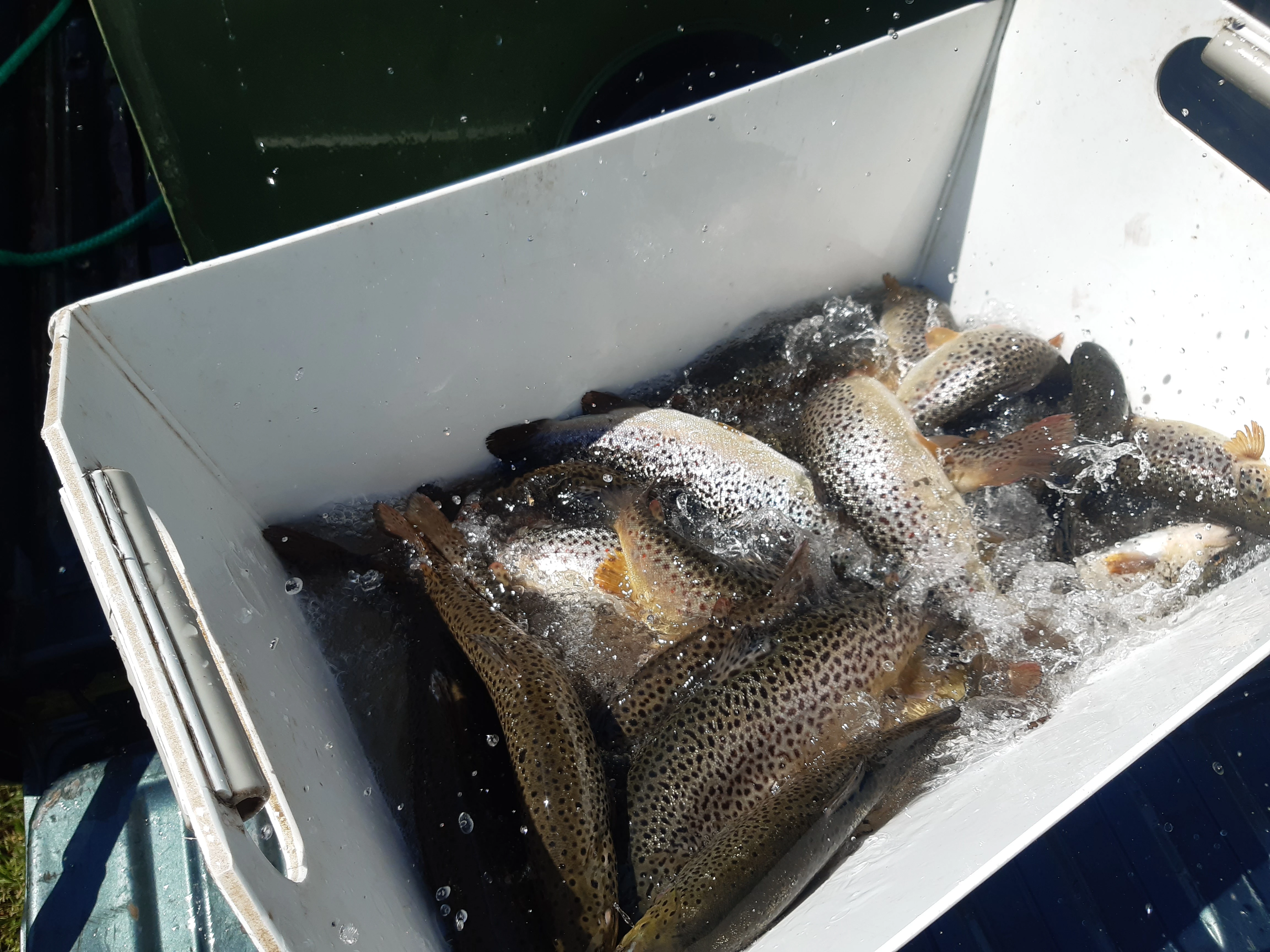 Rybochovné zařízení Pstruží