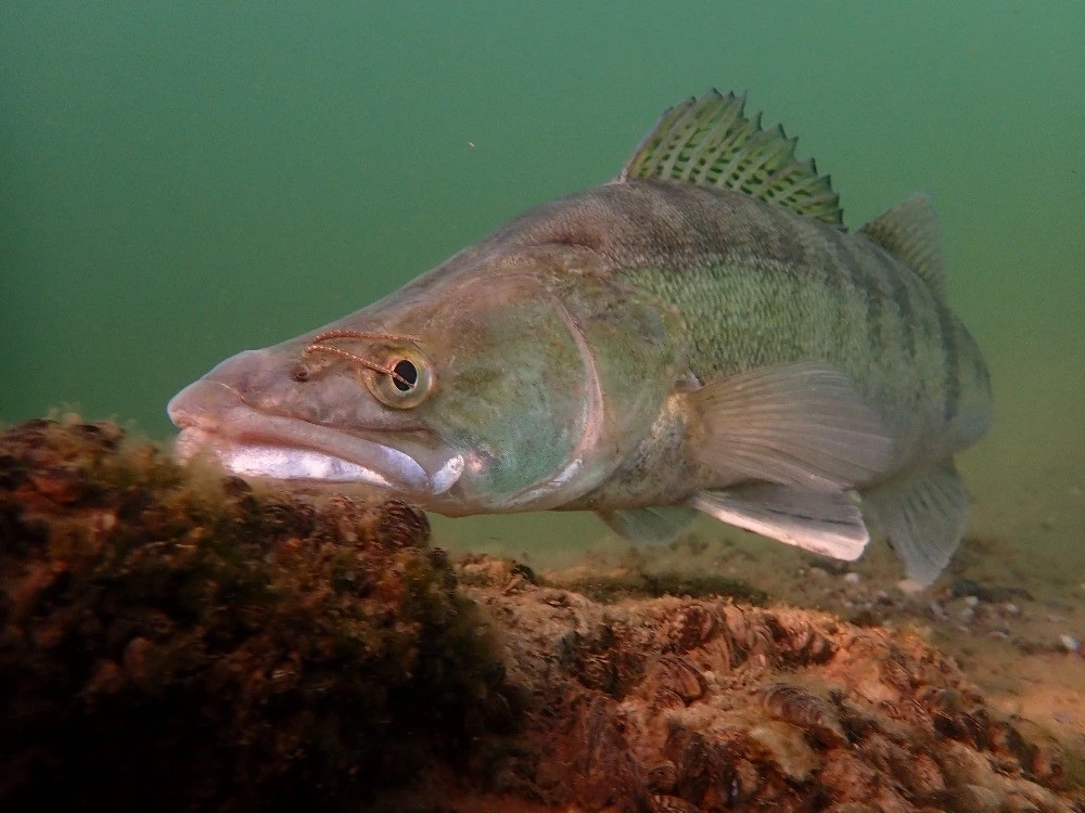 Představujeme nemoc: Krev není voda – pijavky a jejich neviditelní cestující