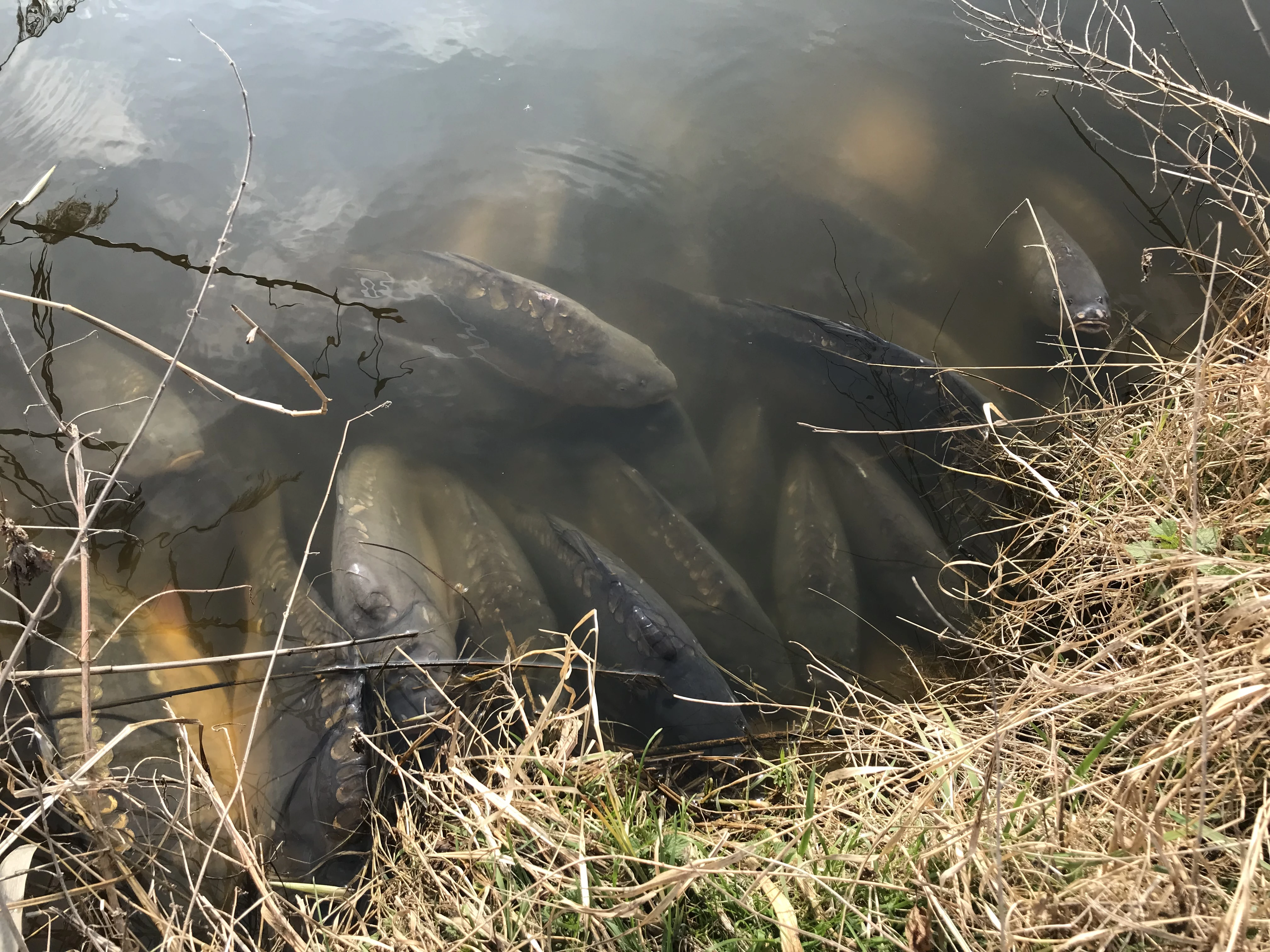 Představuje nemoc „Jarní únava“ u ryb aneb „Ryby, nespěte, bděte!“