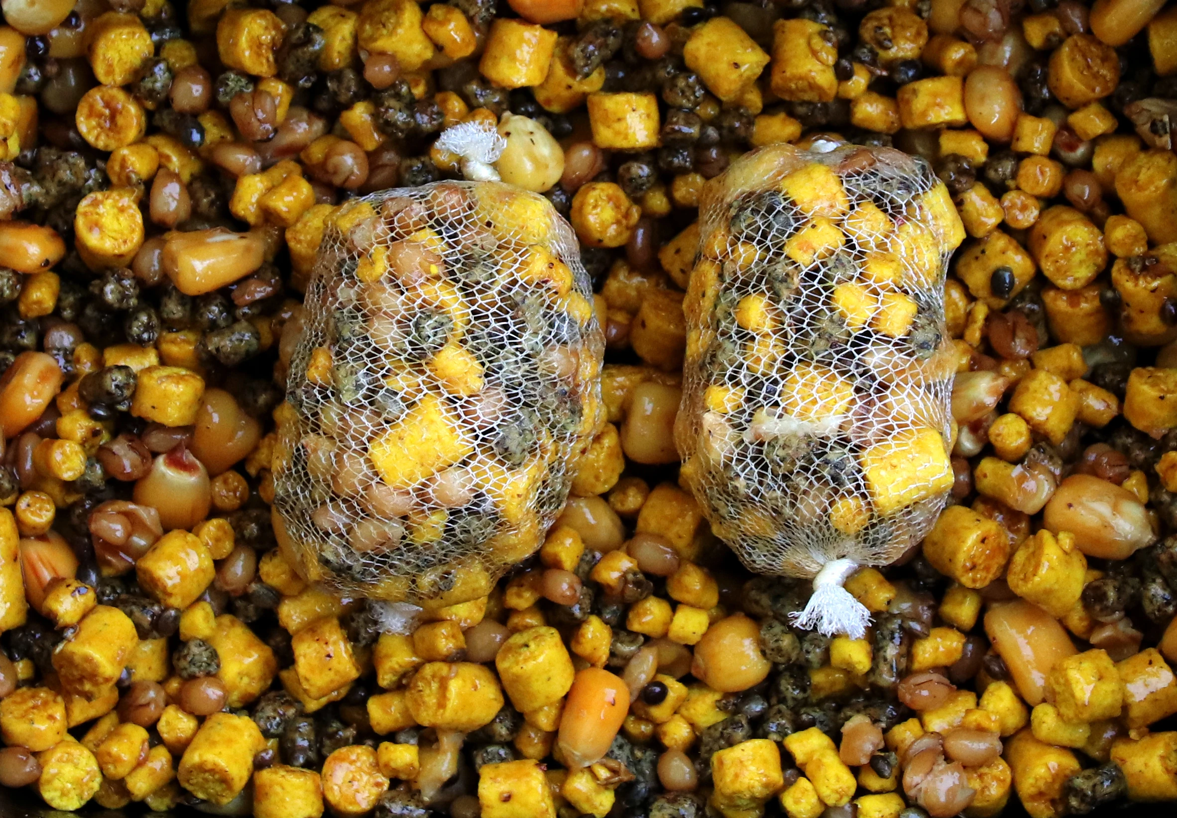 Můj kaprařský rok: Duben – start kapřích hodů!