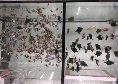 Učíme se v Třeboni - Srdce aquaponického skleníku