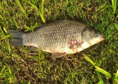 Představujeme nemoc: Parazitičtí korýši 3: Červok a lerneóza