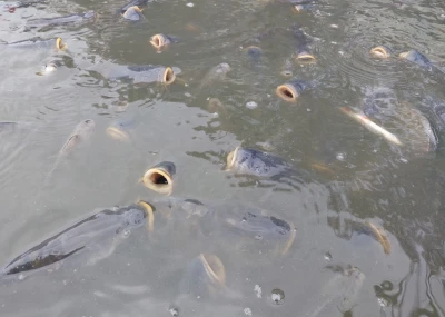 Učíme se ve Vodňanech. Neobvyklé chování ryb aneb Proč kapři skáčou a jak bez trubky troubí?
