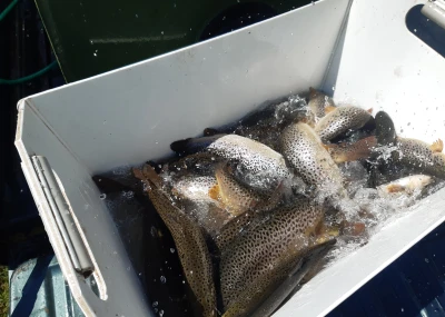 Rybochovné zařízení Pstruží