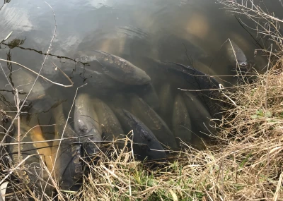 Představuje nemoc „Jarní únava“ u ryb aneb „Ryby, nespěte, bděte!“
