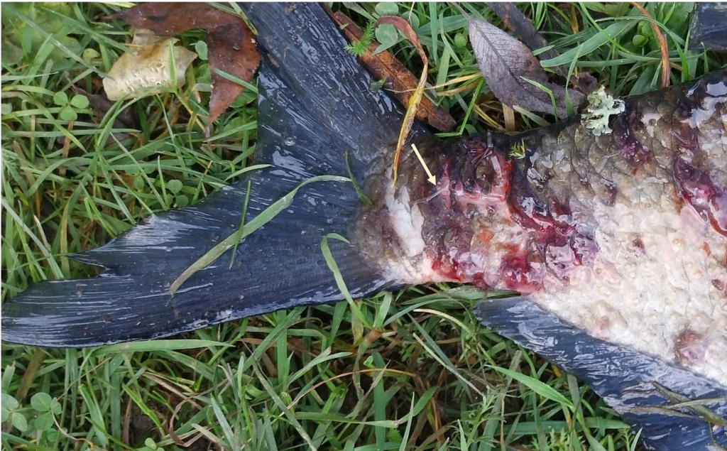 Poškození kůže cejna červoky, přítomnost samice je znázorněna šipkou
