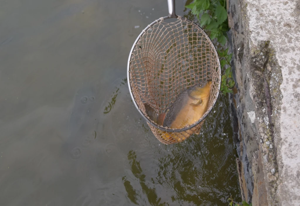 Jaro: ryby se tlačí ke břehům, ztrácejí únikový reflex a dají se lehce vylovit
