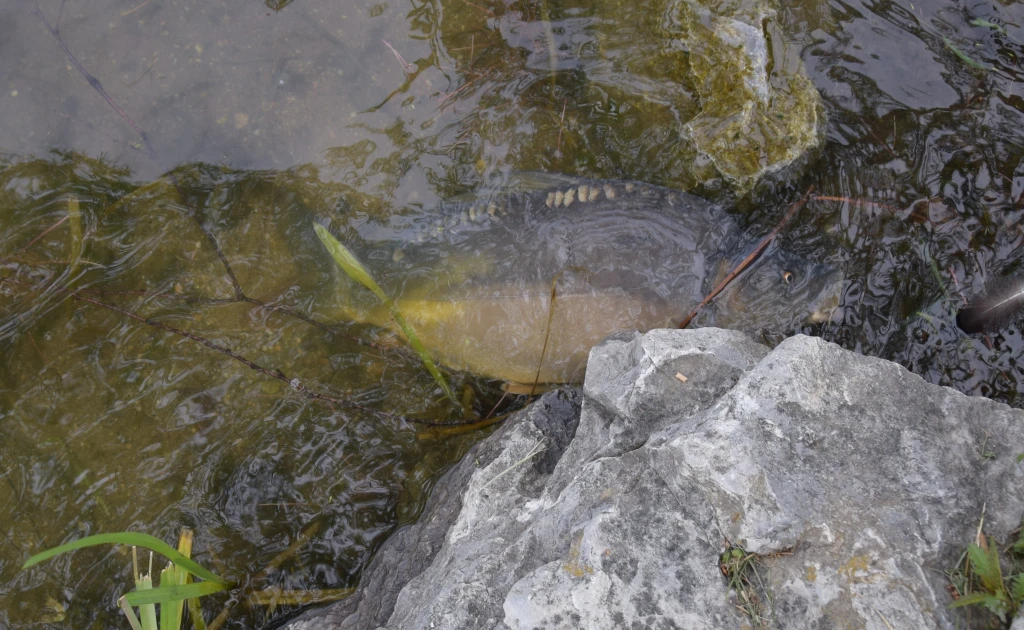 Jaro: ryby se tlačí ke břehům, ztrácejí únikový reflex a dají se lehce vylovit