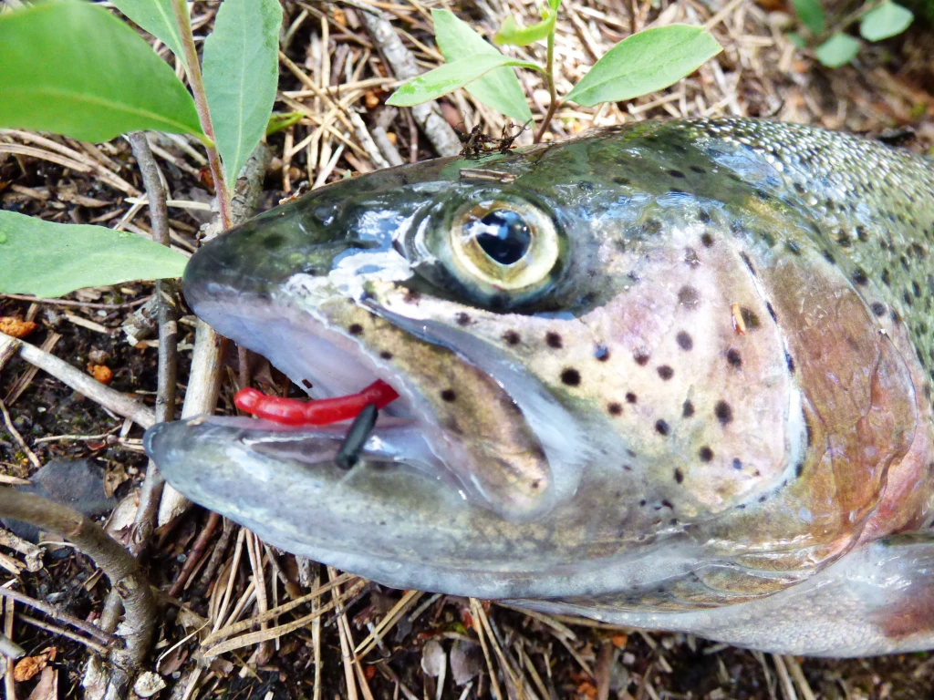 Pstruh ulovený na wolframovou marmyšku s umělou patentkou na háčku