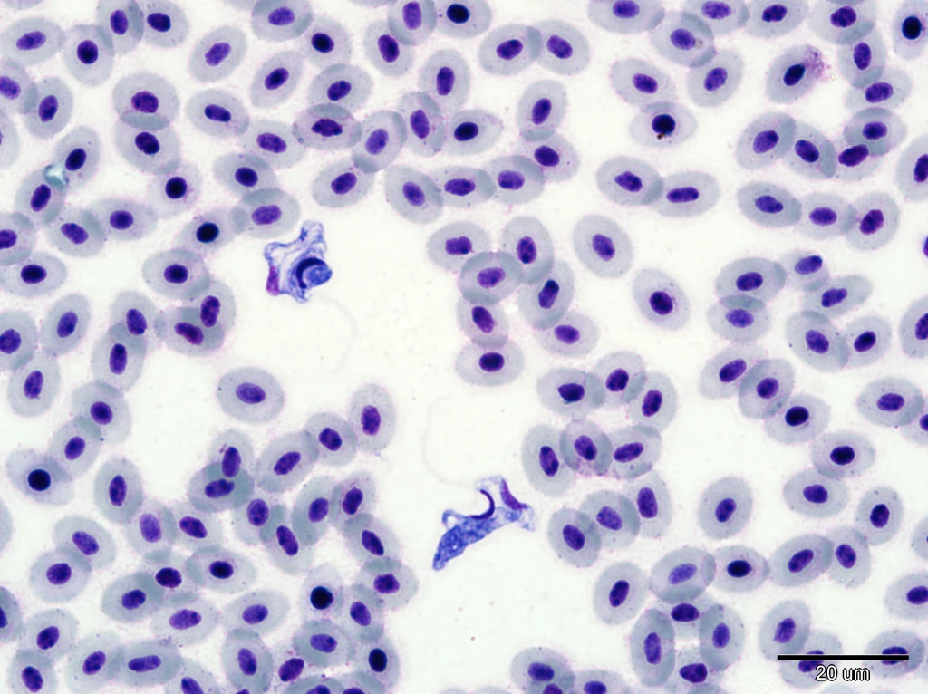 Bičíkovci rodu Trypanoplasma v krevním nátěru. Foto Miroslava Palíková