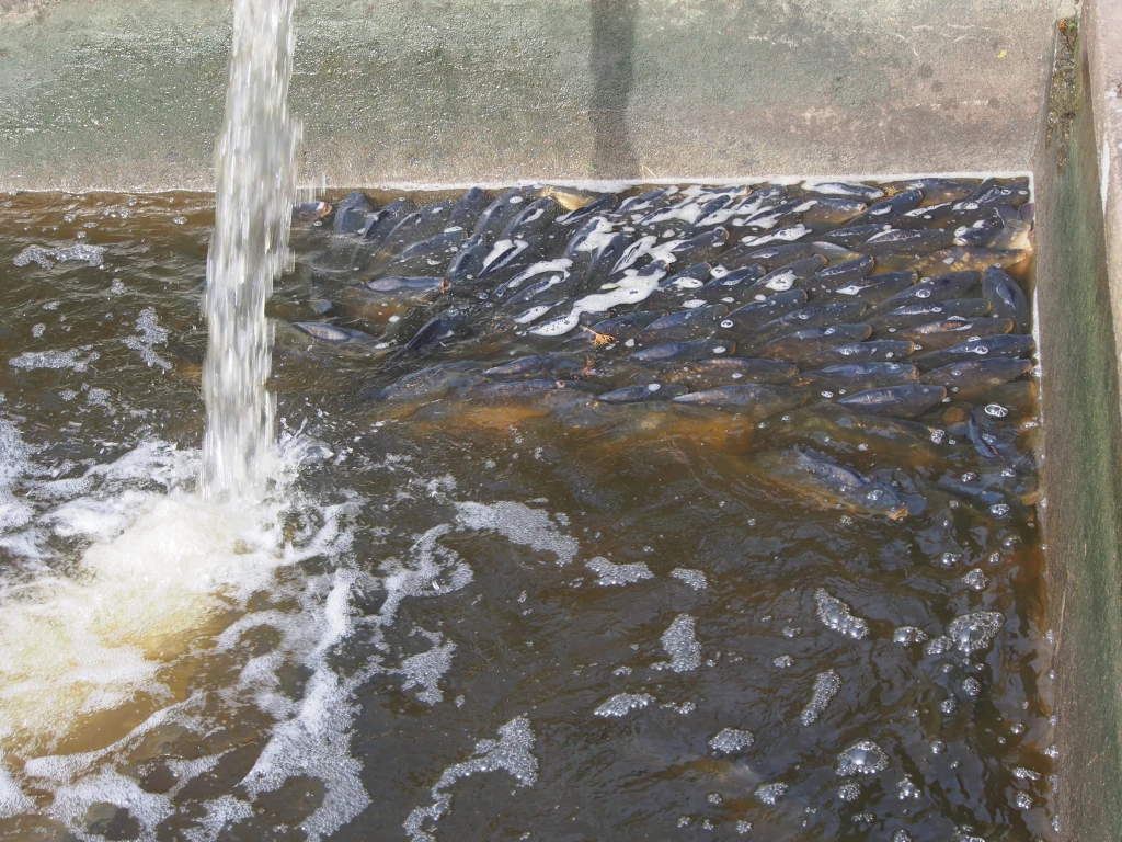 Podzim: ryby v sádkách se shromažďují u přítoku a u hladiny, nouzově dýchají