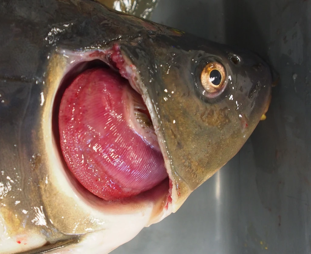 Poškození žaber ve formě zduření žaberních lístků a zvýšeného zahlenění (vlevo) a přítomnost rozsáhlých lézí s následným zaplísněním (vpravo).