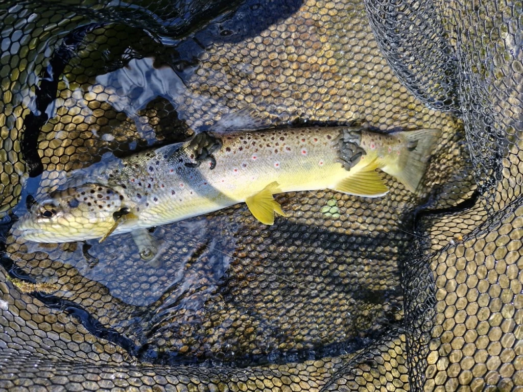 Shluky pijavek na těle pstruha obecného. Foto Václav Habán