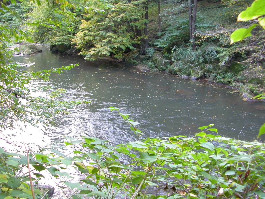 Typy úseků pstruhové řeky