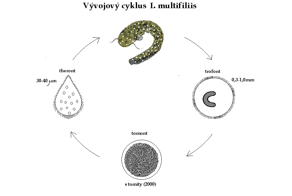 Vývojový cyklus kožovce Ichthyophthirius multifiliis