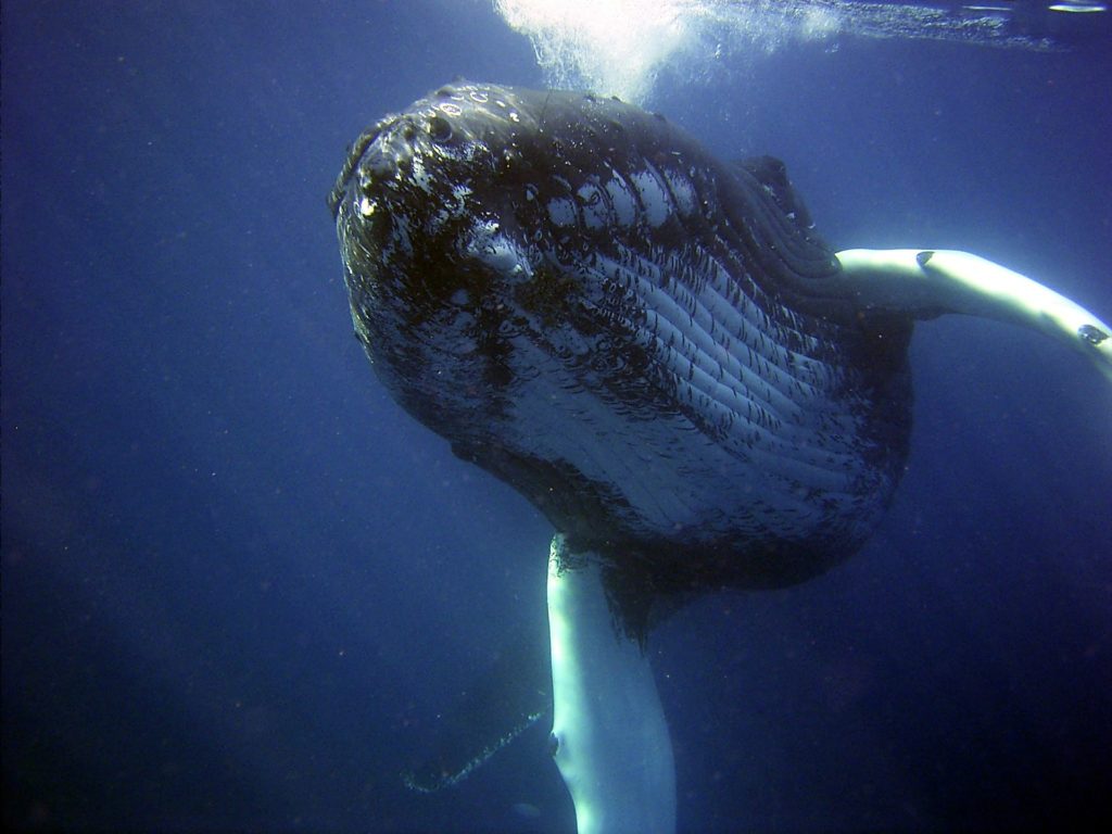 Velryba v moři
