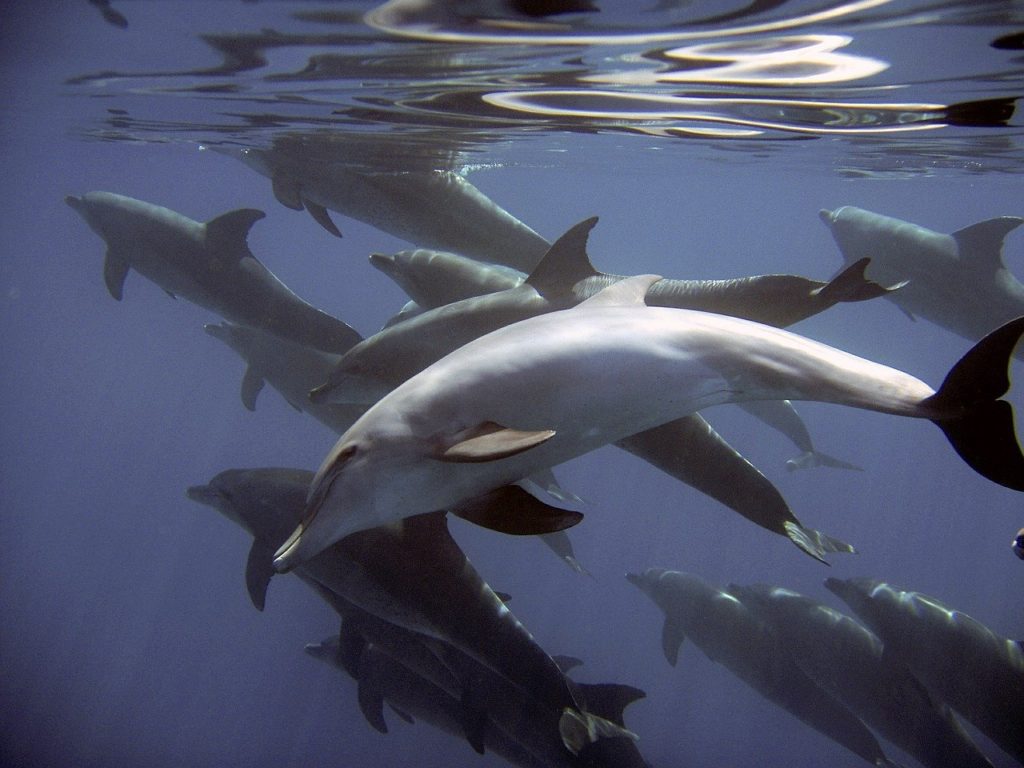 hejno delfínů