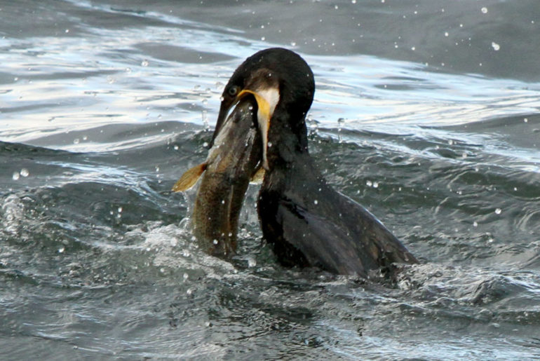 kormorán loví rybu