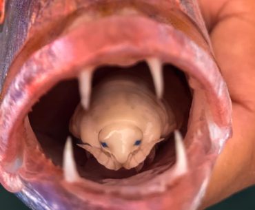 ryba parazit jazyk cumpar cd uri parazitii