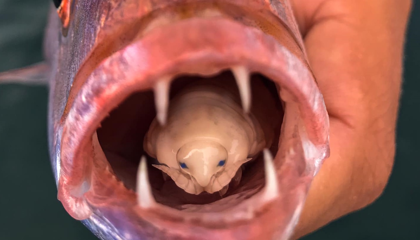 paraziti ryb negi genitale pe abdomen