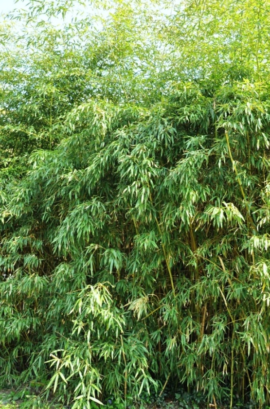 bambus v Česku