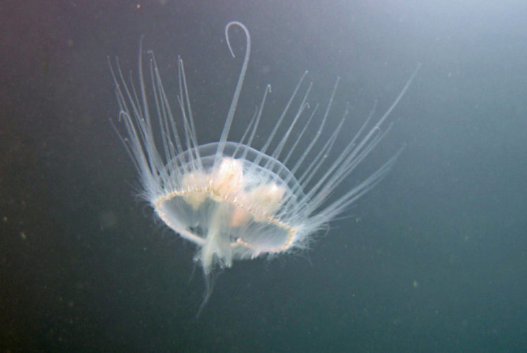 sladkovodní medúza
