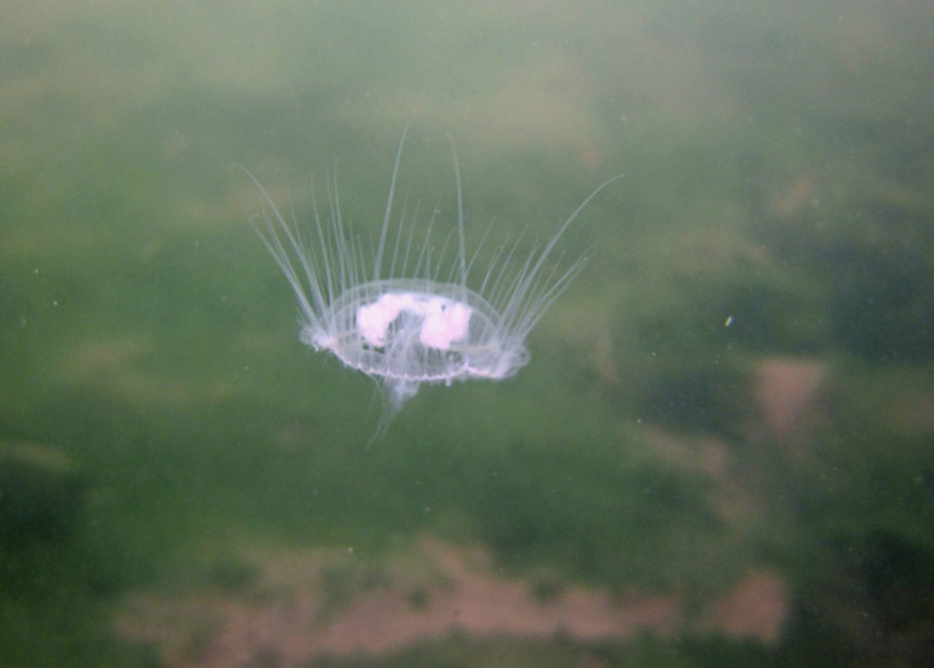 sladkovodní medúza