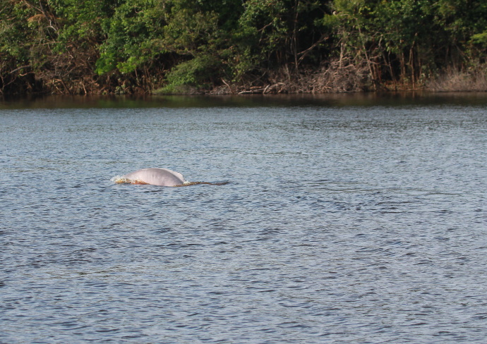 delfínovec
