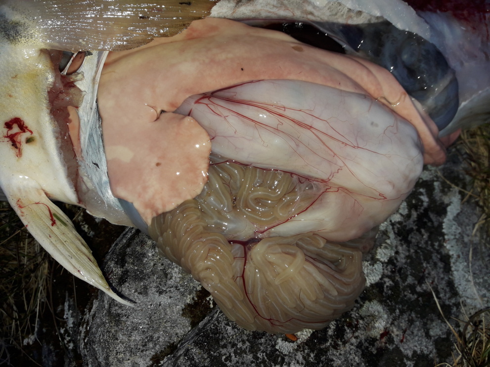 anatomie ryb